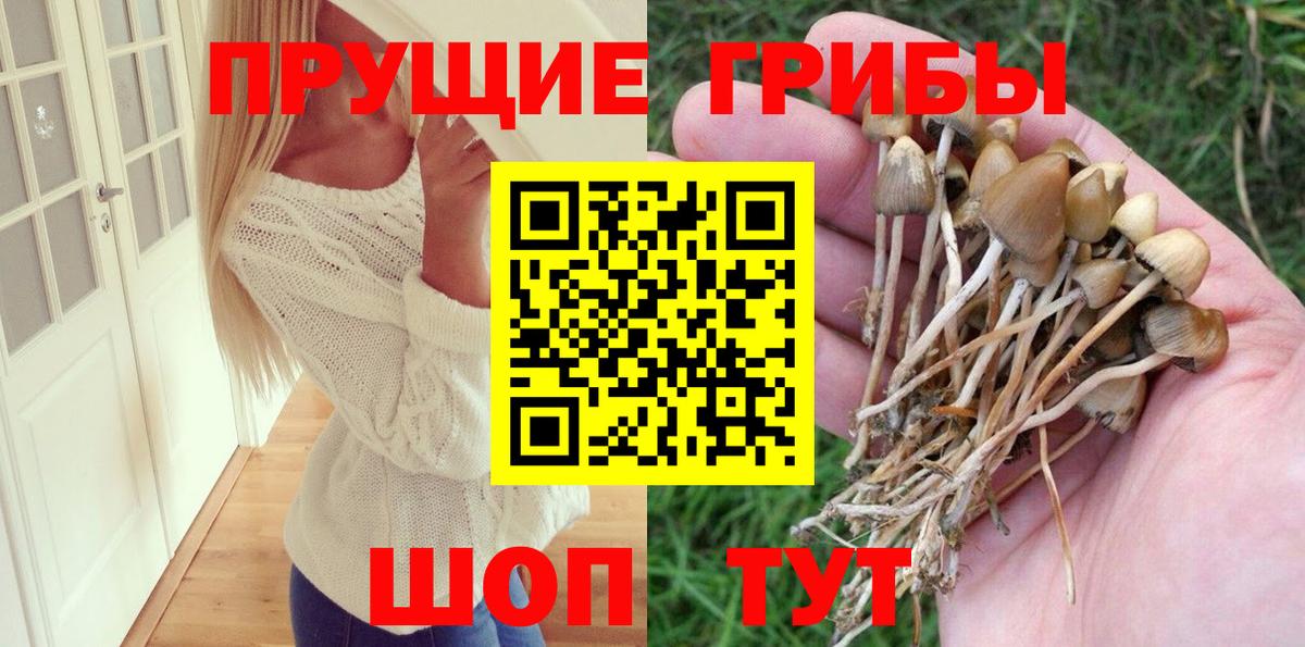 Галлюциногенные грибы Psilocybe Сосновый Бор